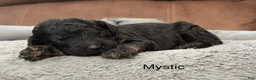 Standard Poodle dogs for sale: Mystic  - Ad 2