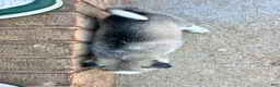 Siberian Husky dogs for sale: Gemeni - Ad 3