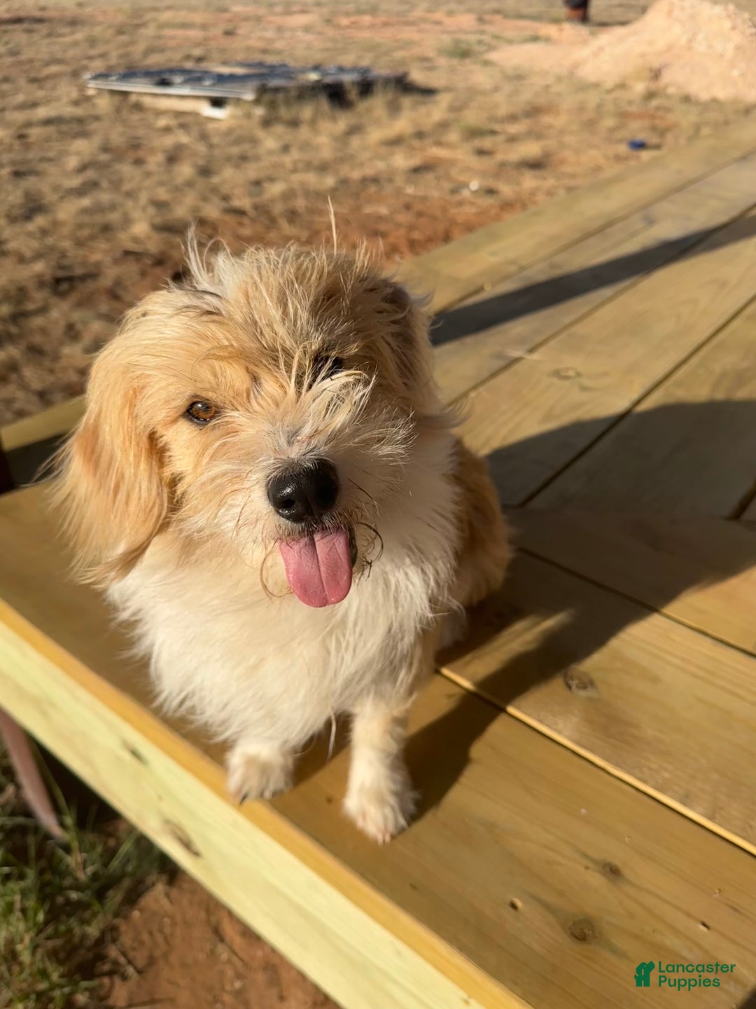 Corgipoo dogs for sale: Corgipoo Puppy 1 - Ad 6