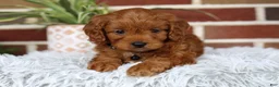 Cavapoo dogs for sale: Everest - Ad 3