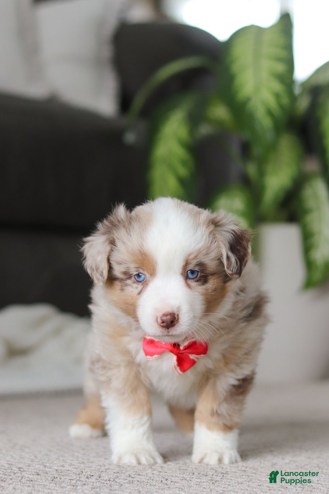 Miniature Australian Shepherd dogs for sale: Austin - Ad 6