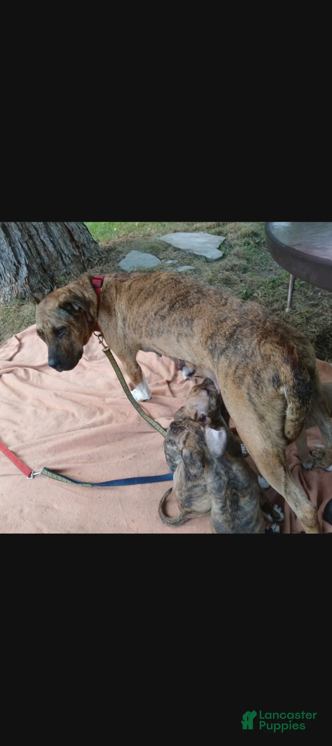 Mixed Breed dogs for sale: Mixed Breed 1 - Ad 3