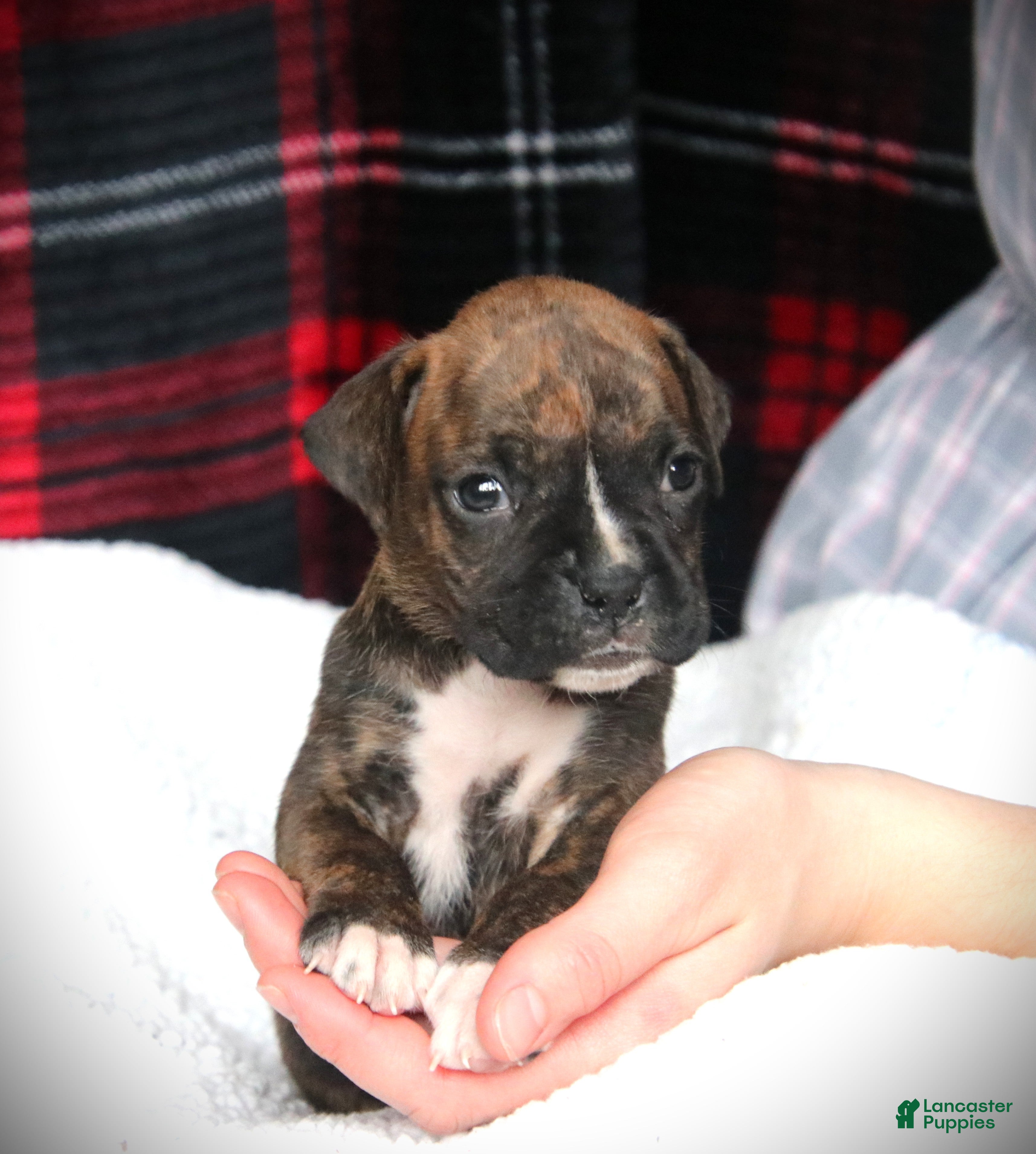 Boxer dogs Amiga - Ad 2