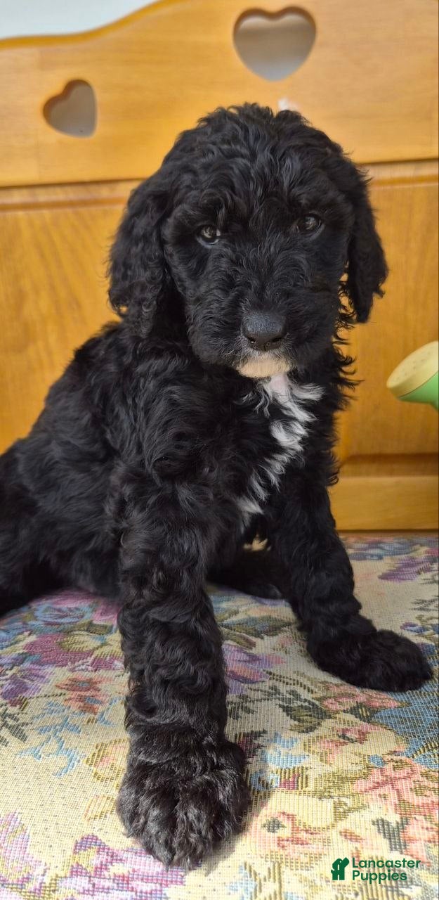 Goldendoodle dogs MOLLY - Ad 2