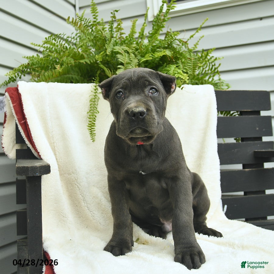 Cane Corso dogs Duke  - Ad 2