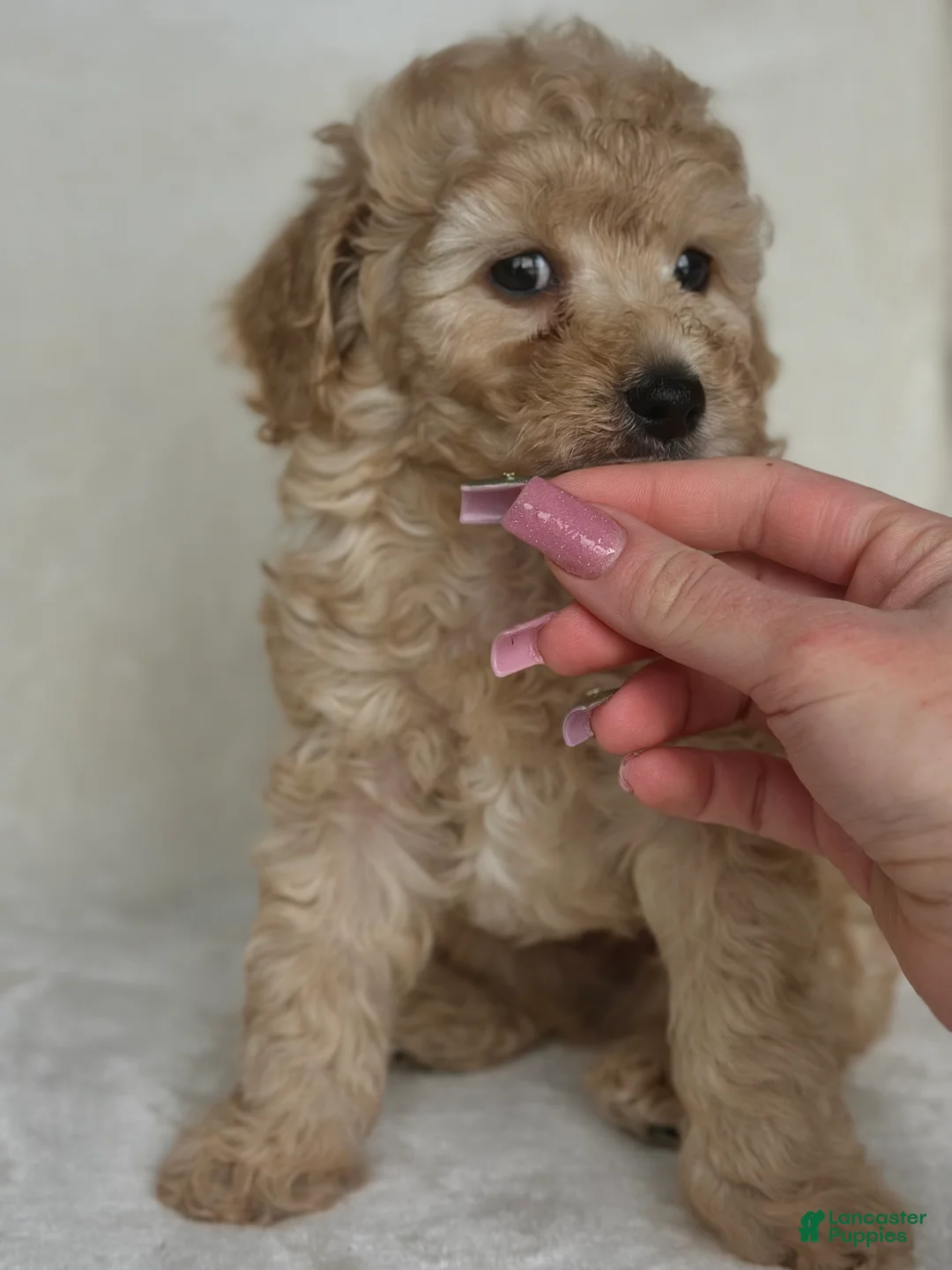 Mixed Breed dogs for sale: Legolas - Ad 3