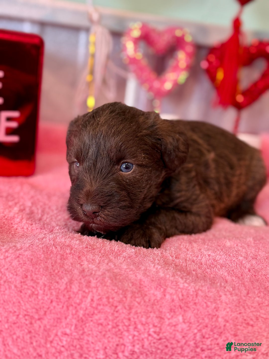 Miniature Schnauzer dogs for sale: Miniature Schnauzer Puppy 1 - Ad 2