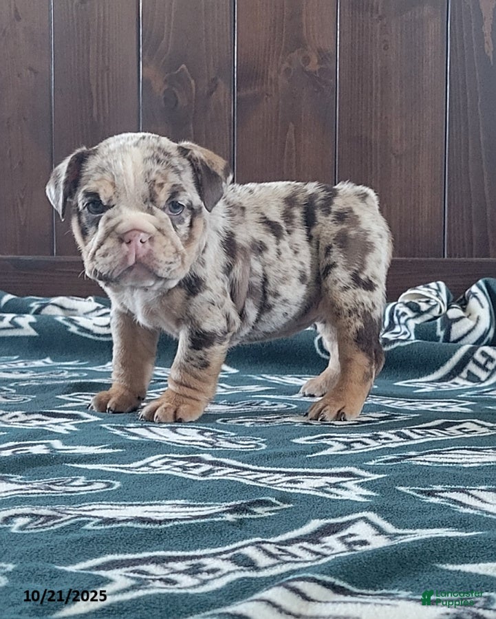 English Bulldog dogs Kira - Ad 25