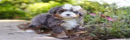Mini Bernedoodle dogs for sale: Sadie - Ad 5