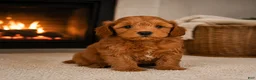 Cavapoo dogs for sale: Jessie - Ad 3