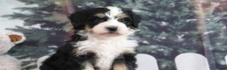 Mini Bernedoodle dogs for sale: Tyler - Ad 4