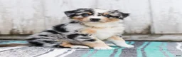 Australian Shepherd dogs for sale: Tulip - Ad 3