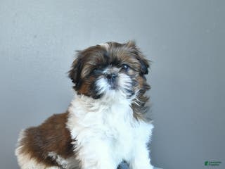 Shih Tzu dogs Cream Puff - Ad 5
