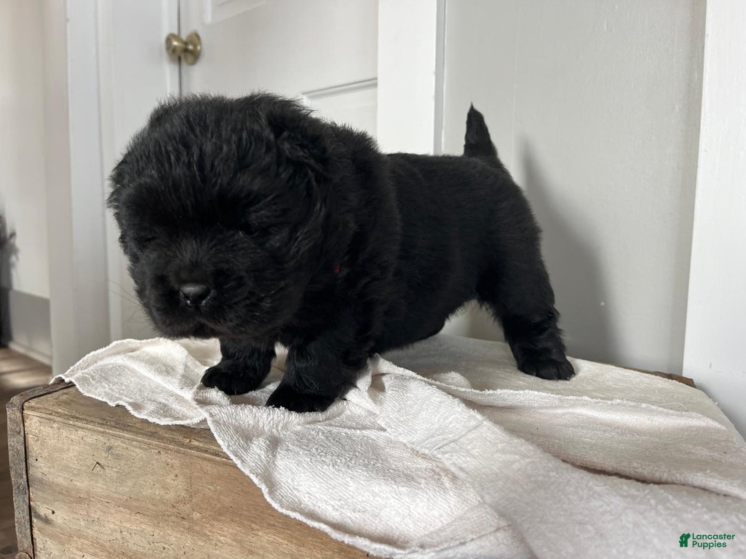 Chow Chow dogs for sale: Hazel - Ad 2