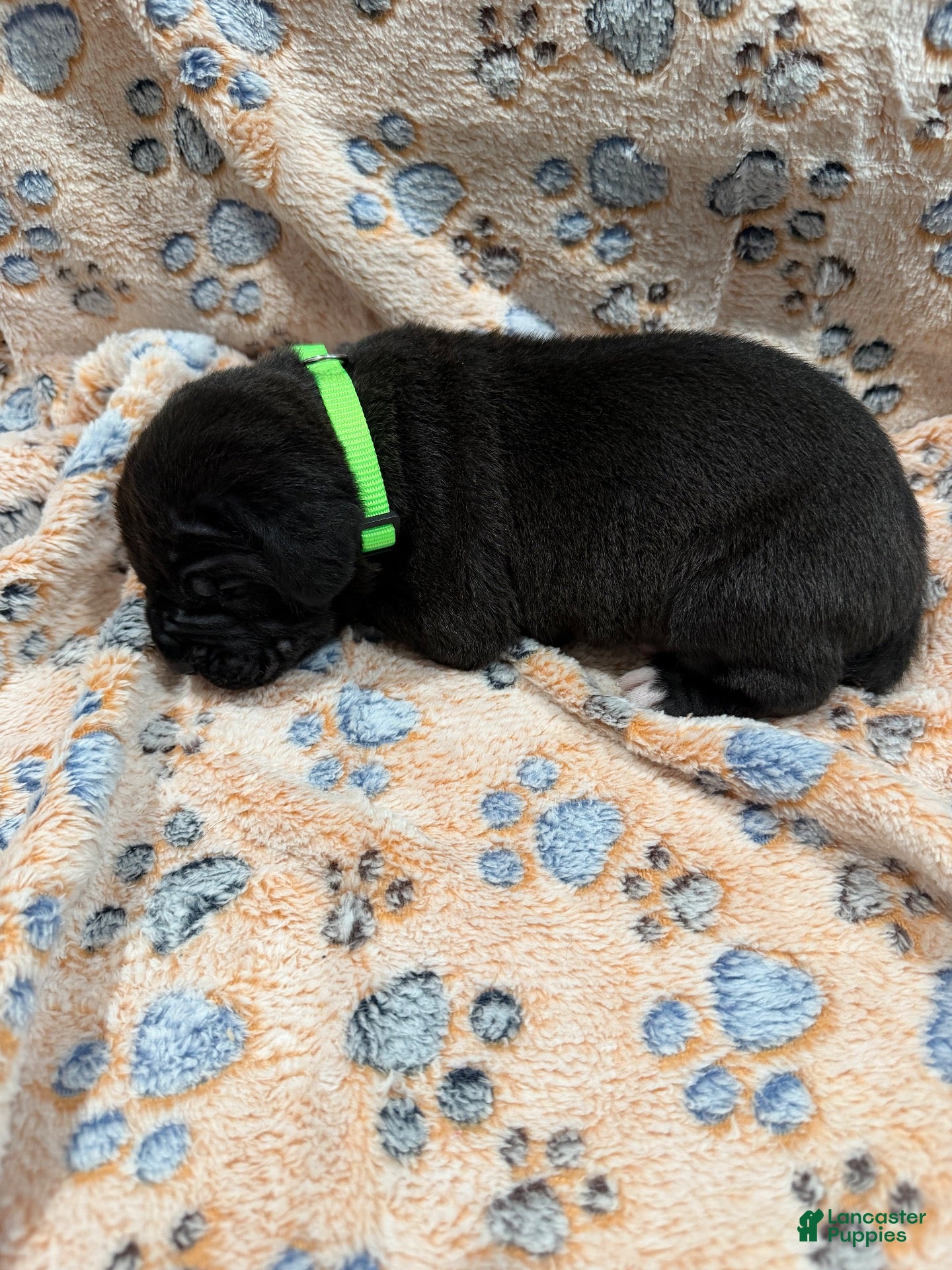 Cane Corso dogs Vader💚 - Ad 1