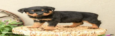 Remi 