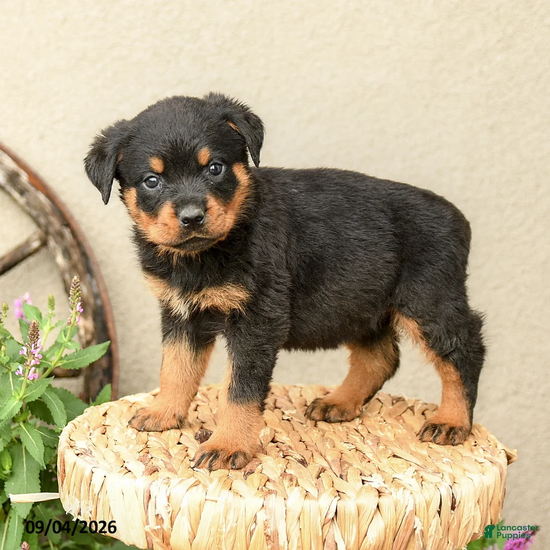 Rottweiler dogs for sale: Remi  - Ad 1