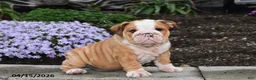 English Bulldog dogs for sale: Druscilla - Ad 1