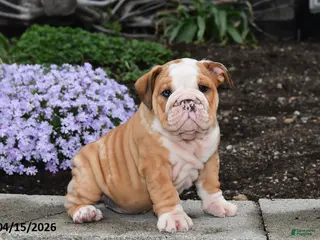 English Bulldog dogs for sale: Druscilla - Ad 3