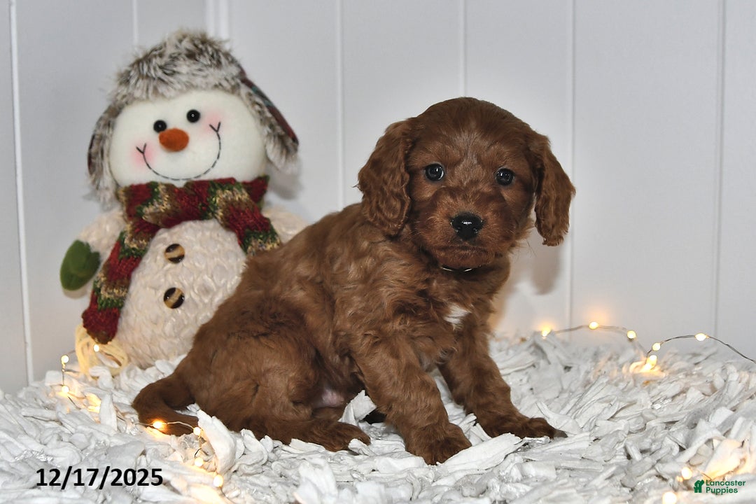 Cavapoo dogs for sale: Coco - Ad 2
