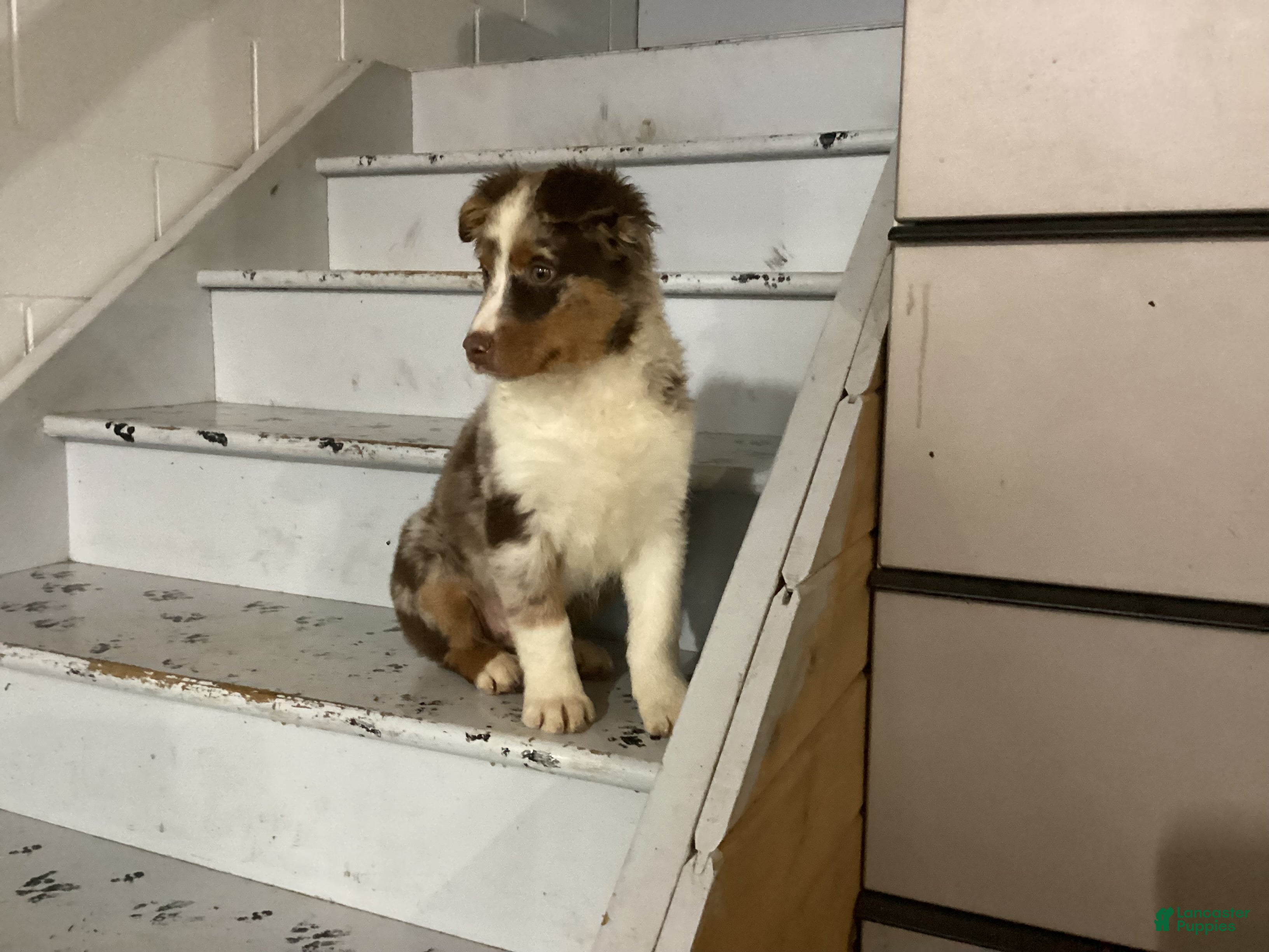 Australian Shepherd dogs Taco - Ad 25