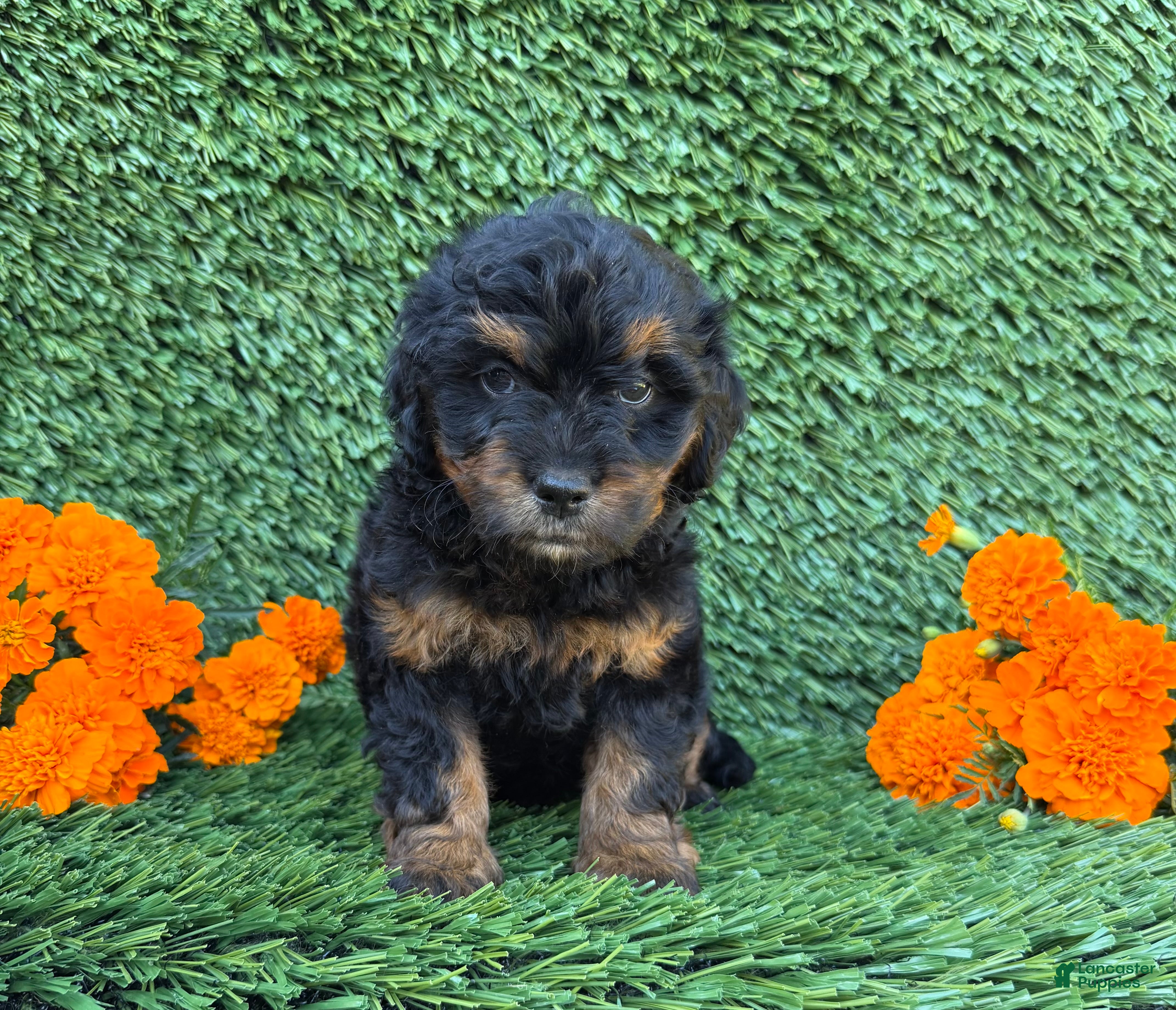 Mini Goldendoodle dogs for sale: Jenny - Ad 1
