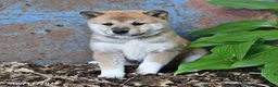 Shiba Inu dogs for sale: Taffy - Ad 3