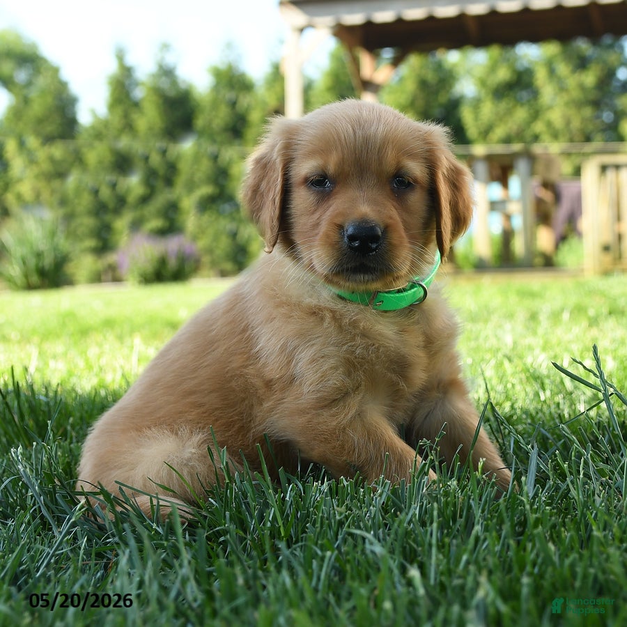 Golden Retriever dogs Harper - Ad 1