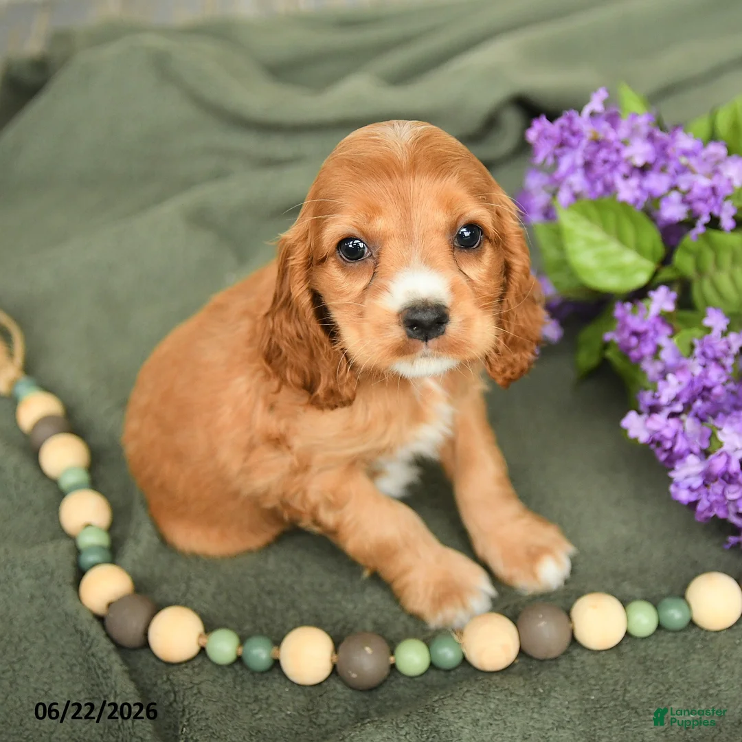 English Cocker Spaniel dogs for sale: Breezy - Ad 1