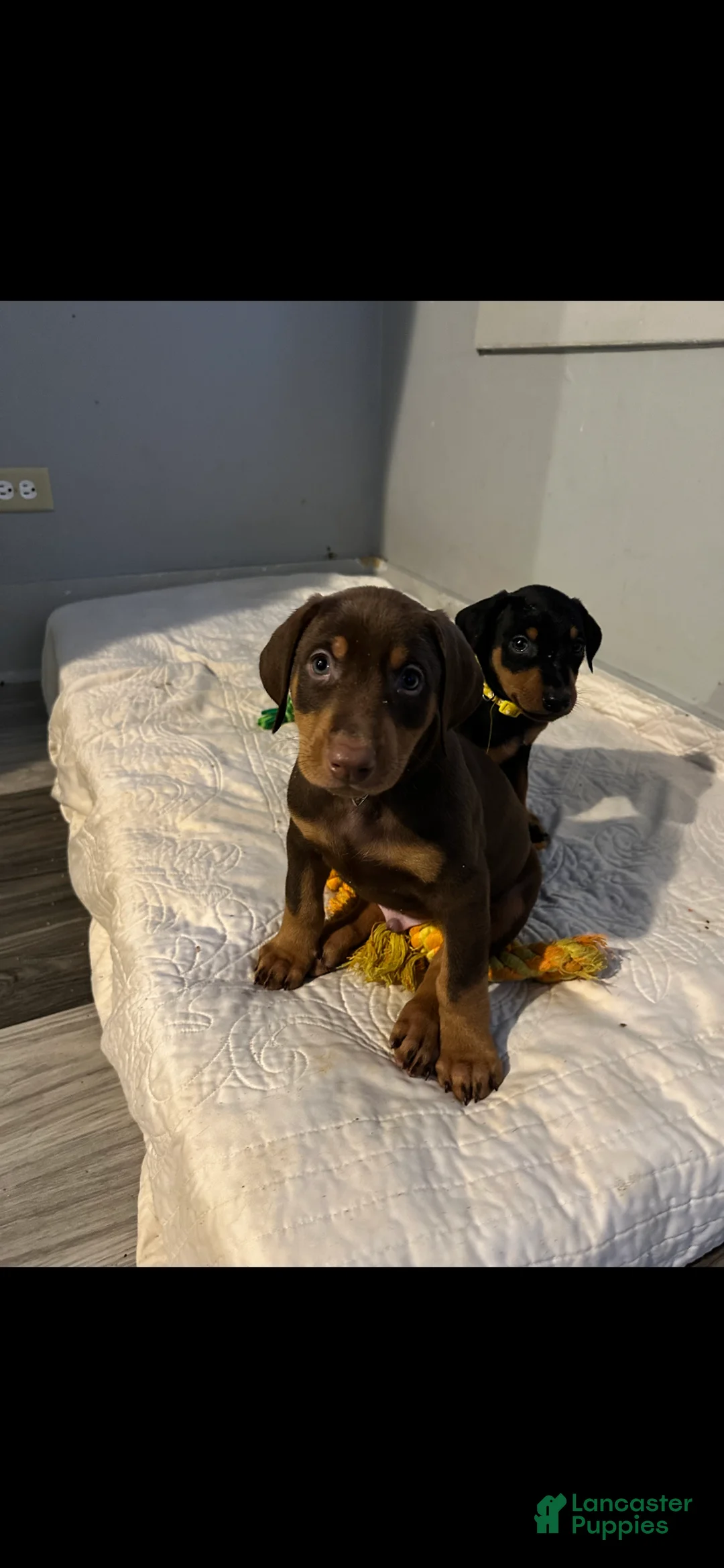 Doberman Pinscher dogs for sale: Kane - Ad 3