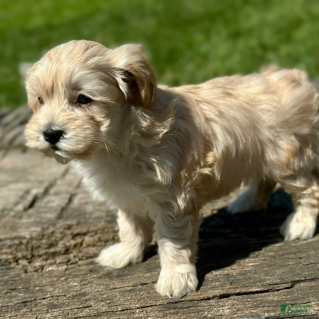 Maltipoo dogs for sale: Daisy - Ad 11