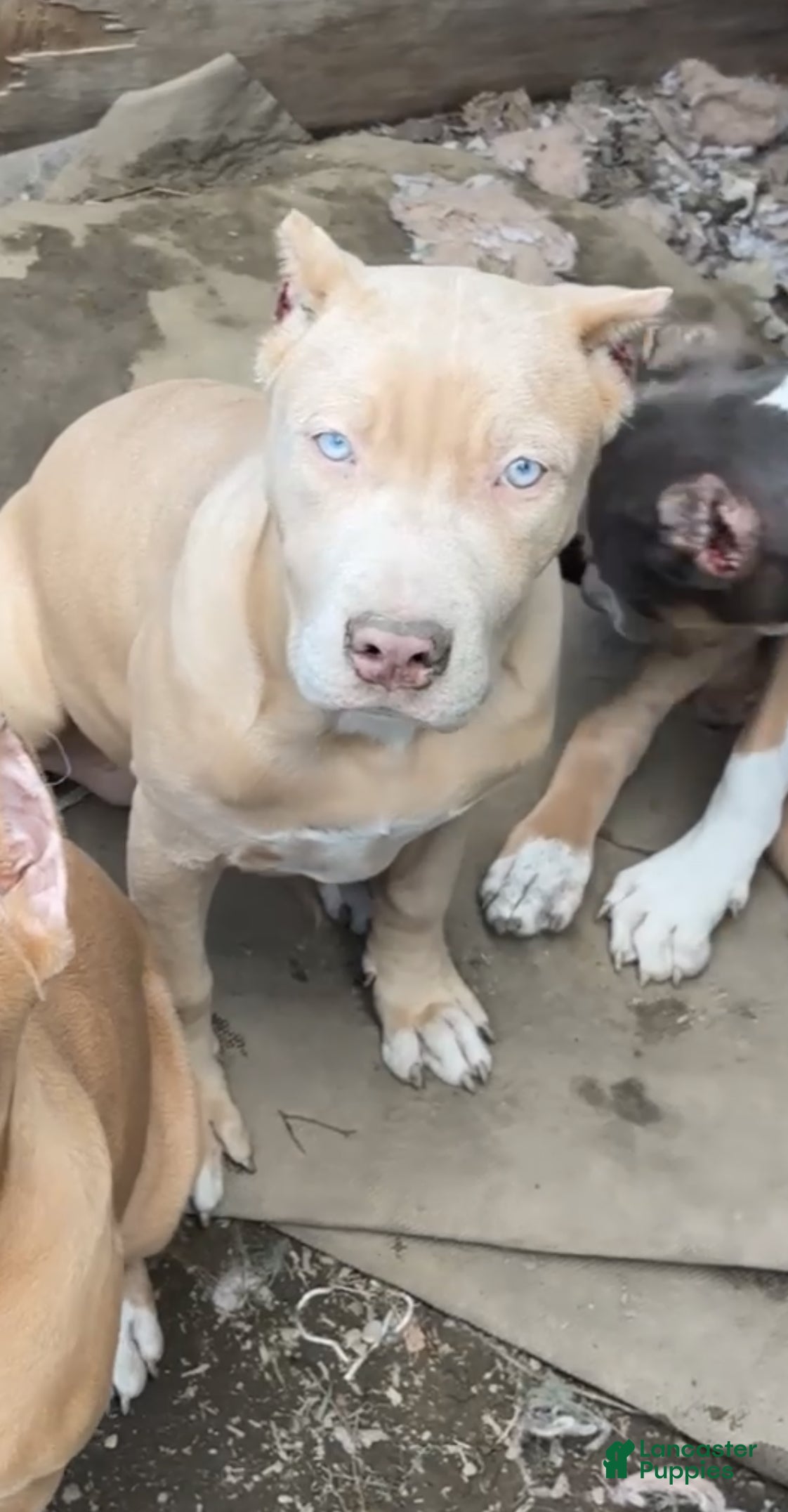 American Bully dogs American Bully 2 - Ad 1