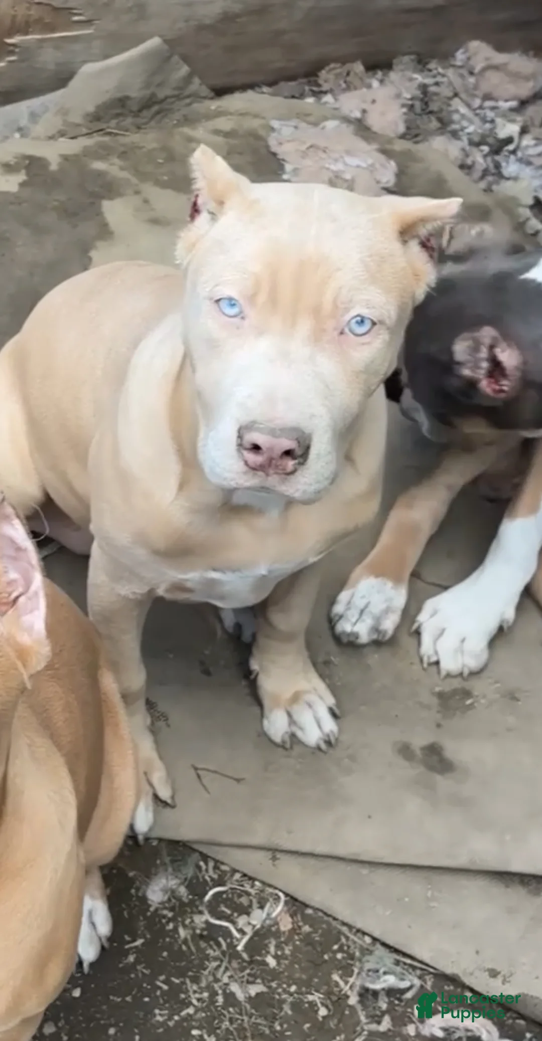 American Bully dogs for sale: American Bully 2 - Ad 1