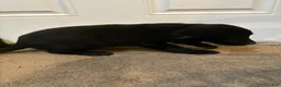 Labrador Retriever dogs for sale: Labrador Retriever 3 - Ad 9