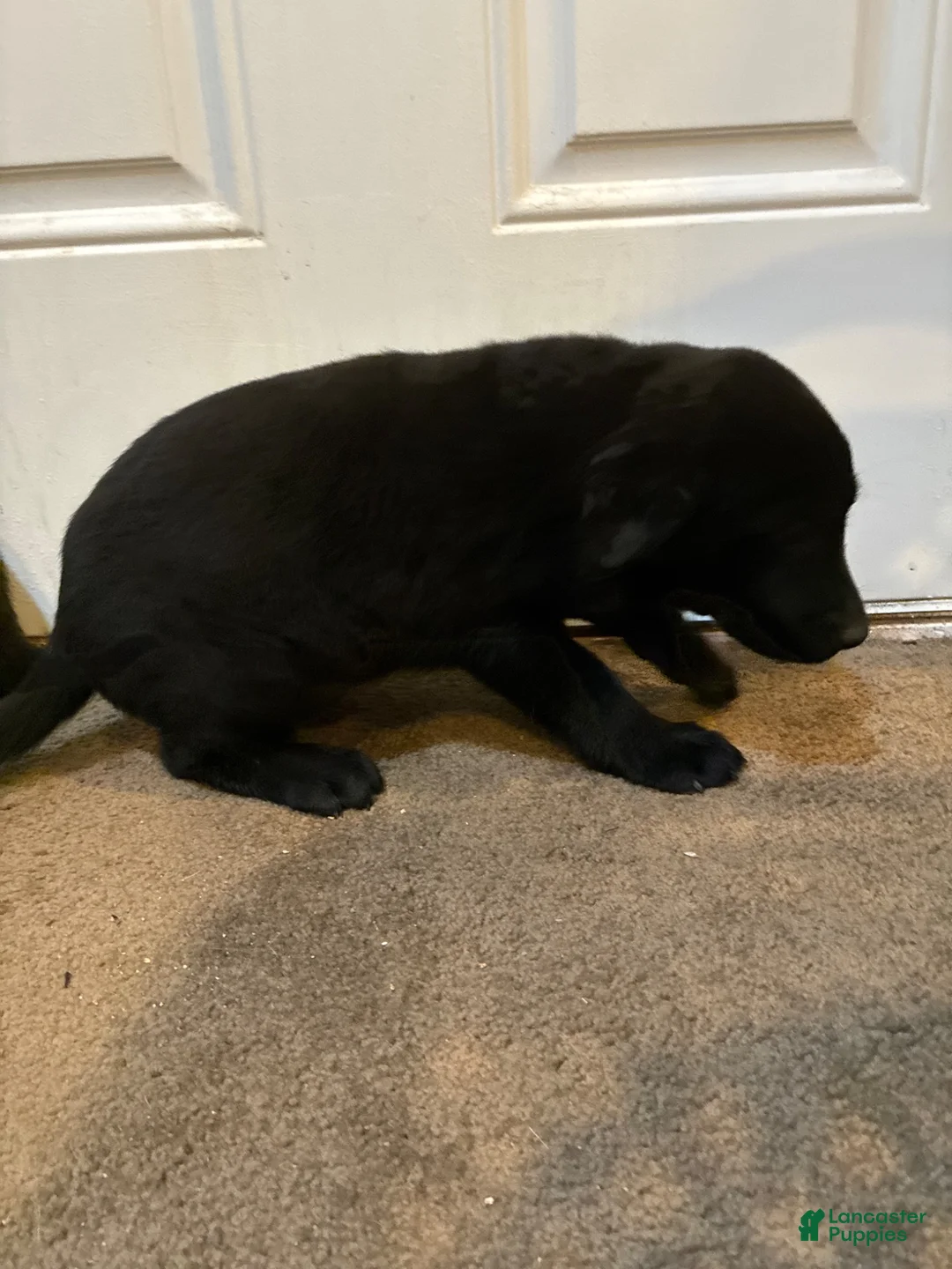 Labrador Retriever dogs for sale: Labrador Retriever 3 - Ad 9