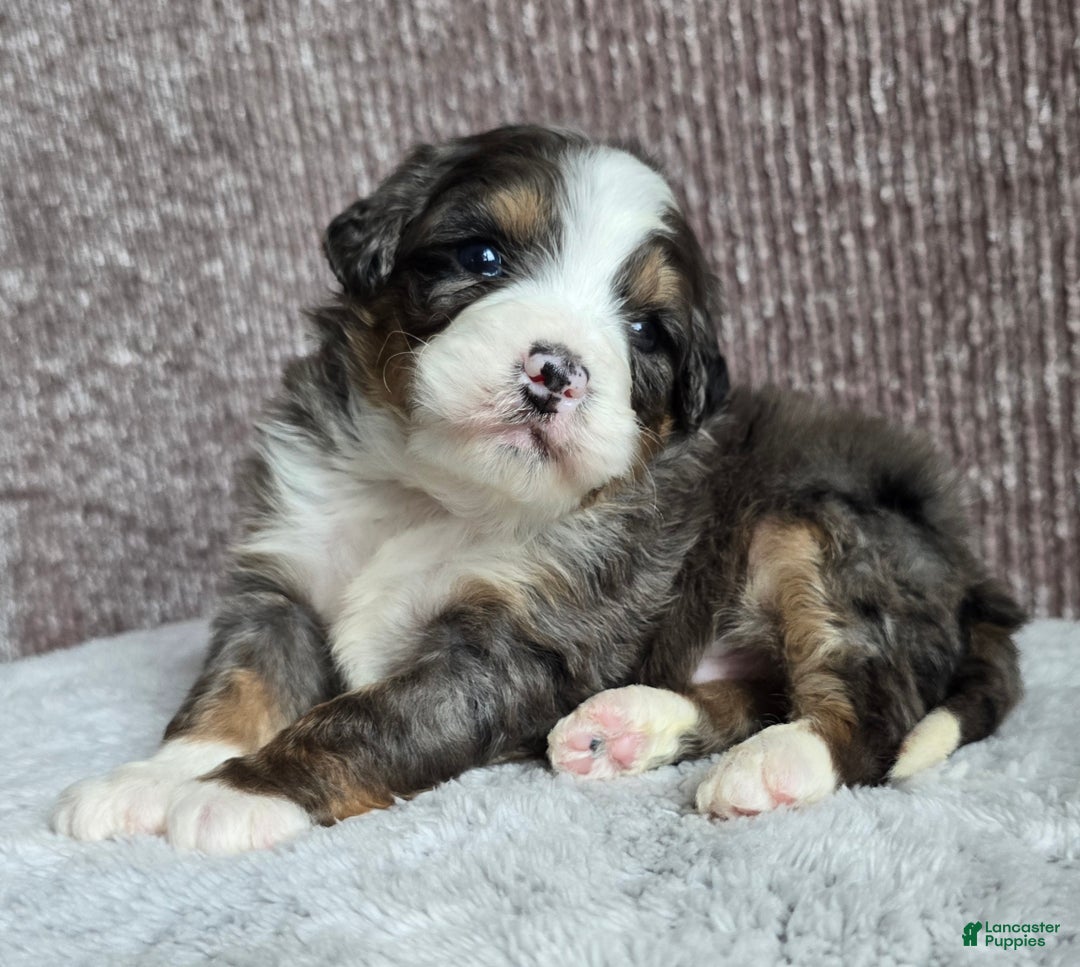 Mini Bernedoodle dogs for sale: Mini Archie - Ad 8