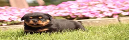 Rottweiler dogs for sale: Fiona  - Ad 6
