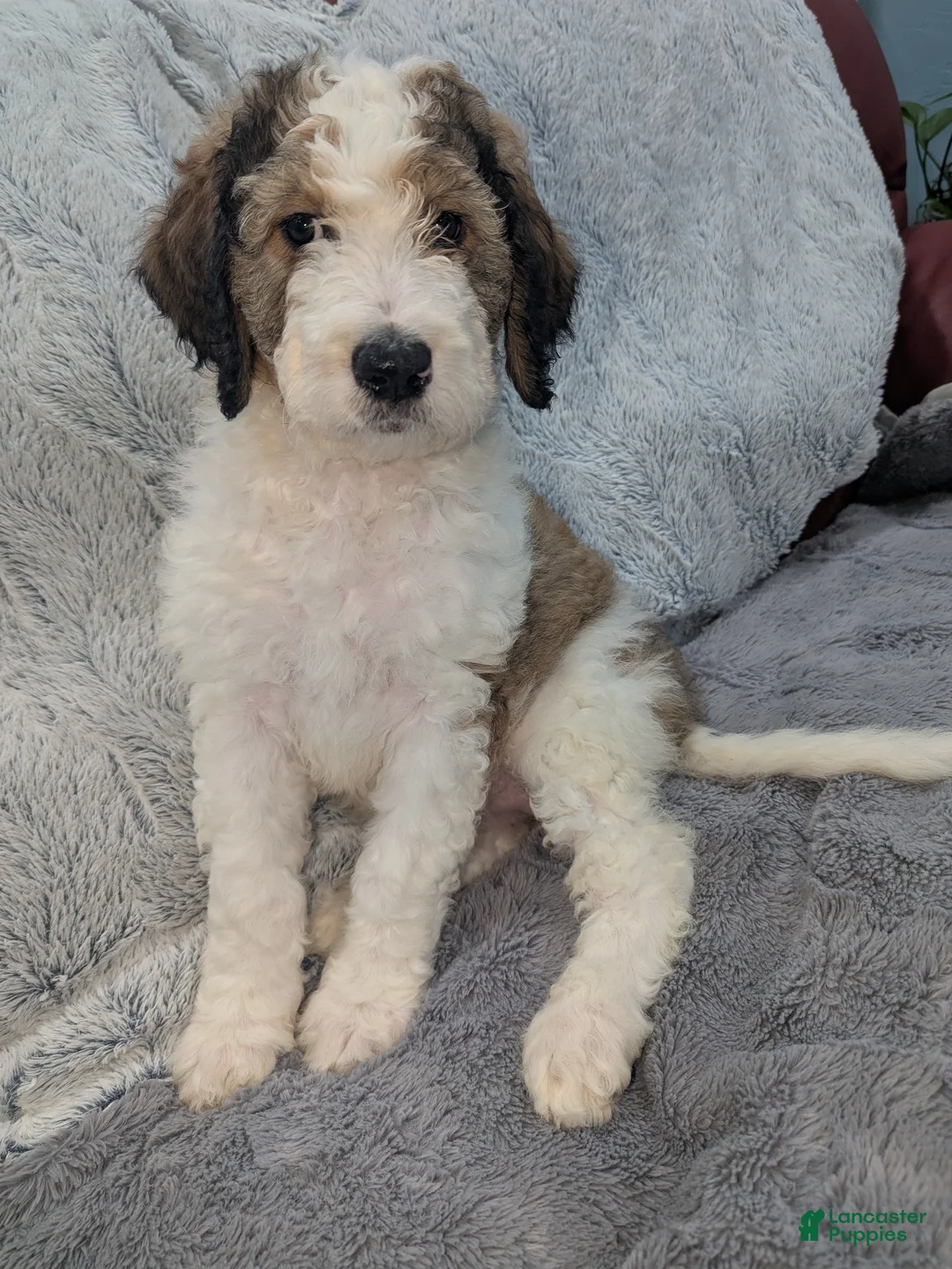 Mixed Breed dogs for sale: Ginger - Ad 1