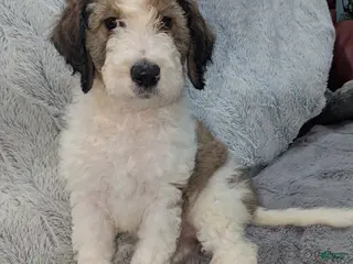 Mixed Breed dogs Ginger - Ad 25