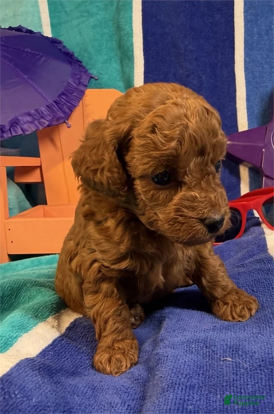 Toy Poodle dogs for sale: Summer - Ad 4