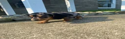 Miniature Dachshund dogs for sale: Luna - Ad 5