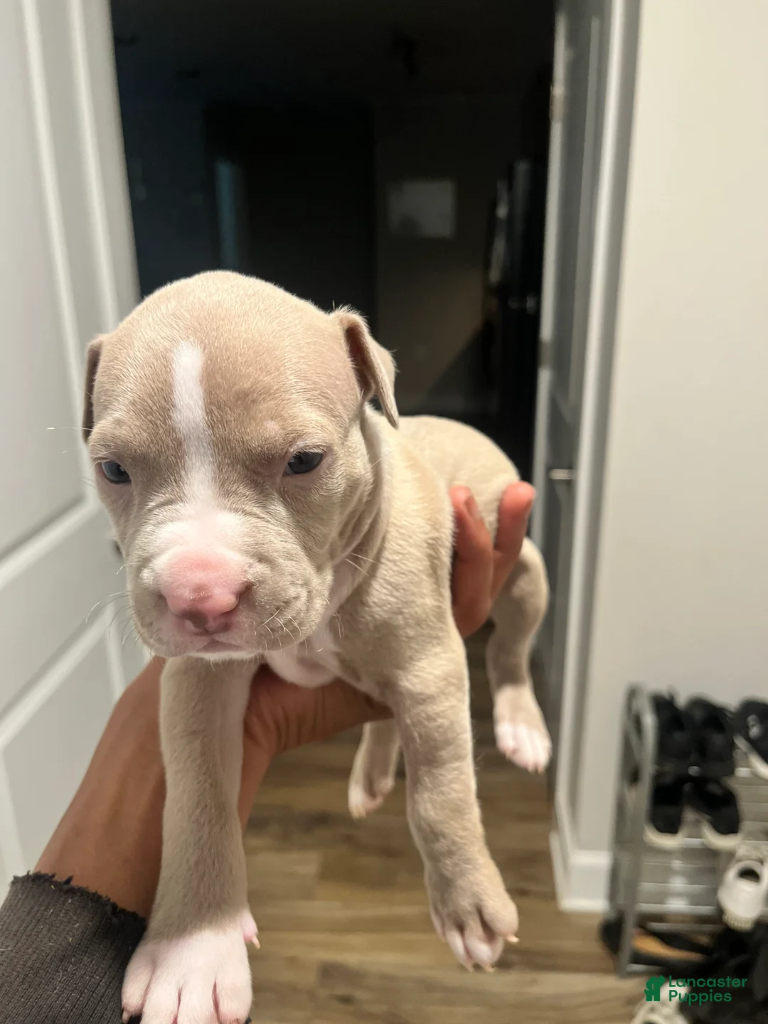 American Pit Bull Terrier dogs for sale: American Pit Bull Terrier Puppy 1 - Ad 1