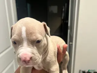 American Pit Bull Terrier dogs American Pit Bull Terrier Puppy 1 - Ad 26