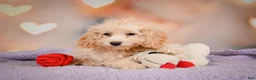 Cavapoo dogs for sale: piper - Ad 9