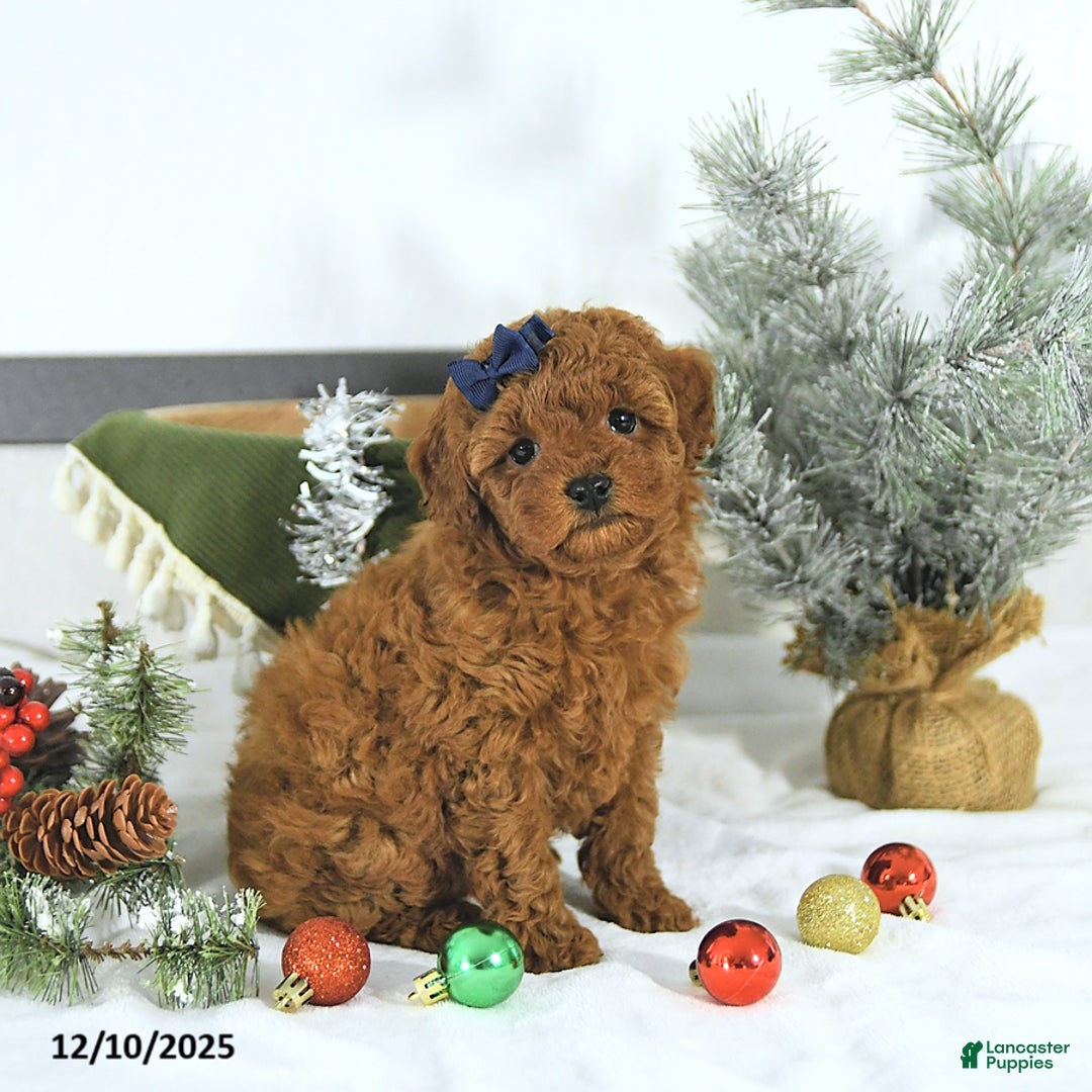 Toy Poodle dogs for sale: Darcy - Ad 4