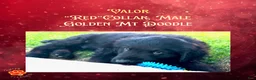 Mixed Breed dogs for sale: ⭐ Valor — Red Collar • Male Golden Mountain Doodle - Ad 1