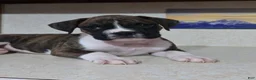 Boxer dogs for sale: Denver - Ad 5