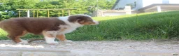 Australian Shepherd dogs for sale: Australian Shepherd Puppy 3 - Ad 4