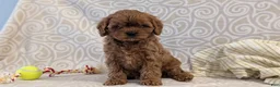 Cavapoo dogs for sale: Tyson - Ad 2