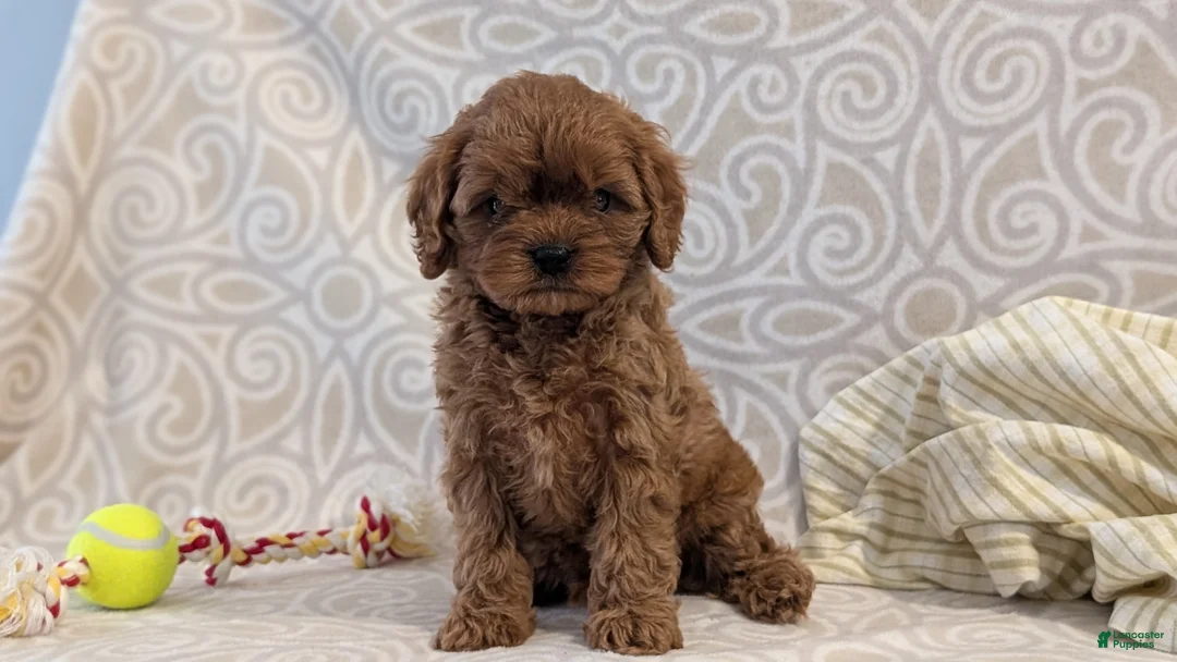Cavapoo dogs for sale: Tyson - Ad 2